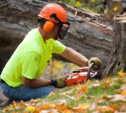 tree services Oriskany Falls